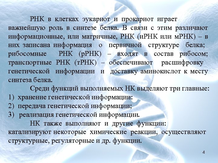 РНК в клетках эукариот и прокариот играет важнейшую роль в синтезе белка. В связи