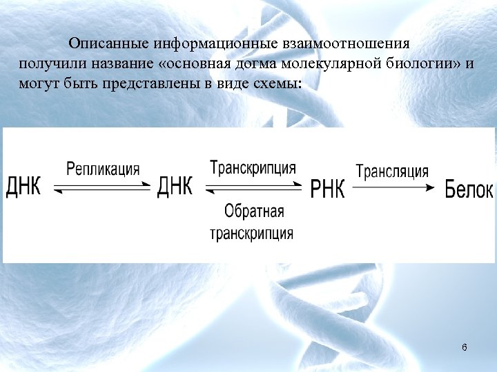 Какая схема соответствует главному постулату или центральной догме молекулярной биологии