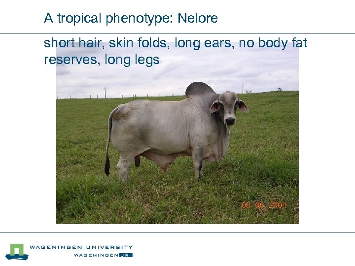 A tropical phenotype: Nelore short hair, skin folds, long ears, no body fat reserves,