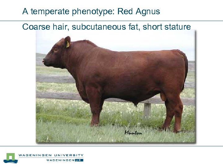 A temperate phenotype: Red Agnus Coarse hair, subcutaneous fat, short stature 