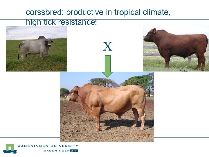corssbred: productive in tropical climate, high tick resistance! X 
