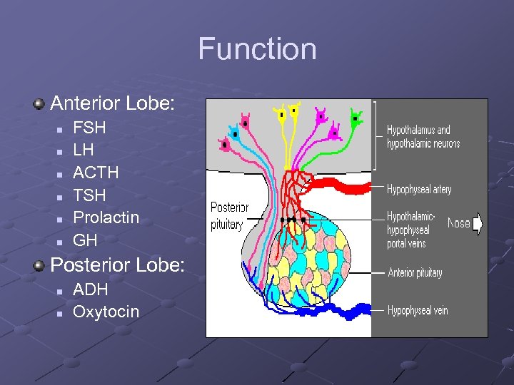 Function Anterior Lobe: n n n FSH LH ACTH TSH Prolactin GH Posterior Lobe: