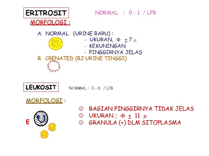 ERITROSIT NORMAL : 0 - 1 / LPB MORFOLOGI : A. NORMAL (URINE BARU)