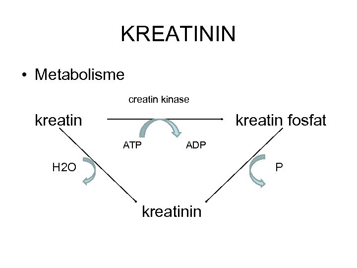 KREATININ • Metabolisme creatin kinase kreatin fosfat ATP ADP H 2 O P kreatinin