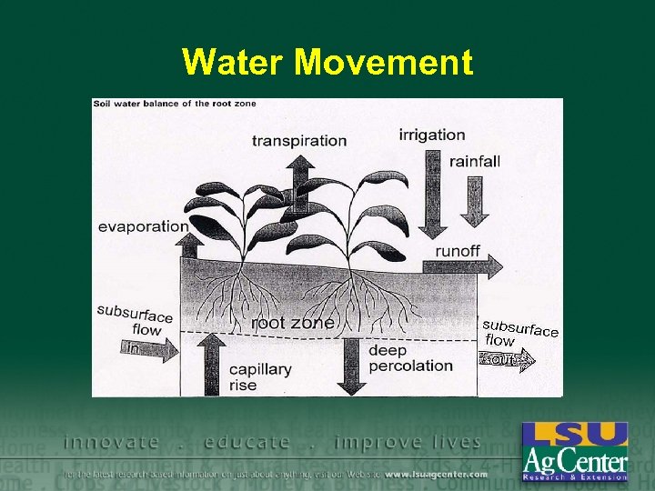 Water Movement 