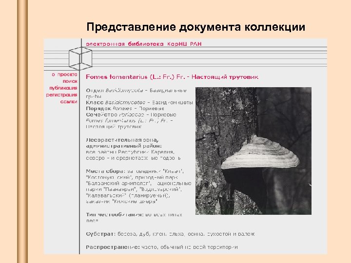 Представление документа коллекции 