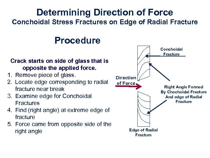 Determining Direction of Force Conchoidal Stress Fractures on Edge of Radial Fracture Procedure Conchoidal