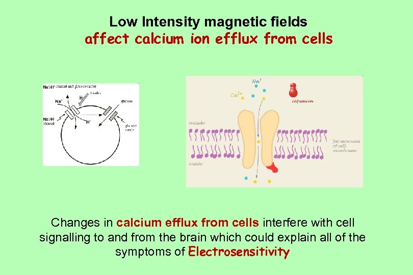 Low Intensity magnetic fields affect calcium ion efflux from cells Changes in calcium efflux