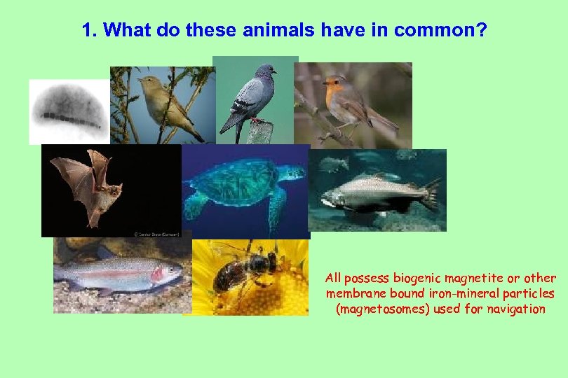1. What do these animals have in common? All possess biogenic magnetite or other