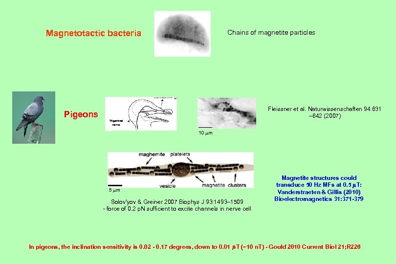 Magnetotactic bacteria Chains of magnetite particles Fleissner et al. Naturwissenschaften 94: 631 – 642