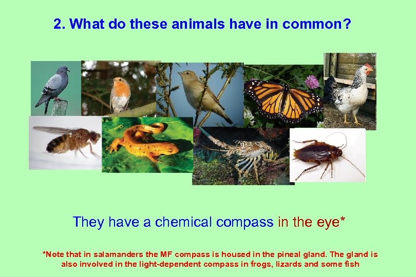 2. What do these animals have in common? They have a chemical compass in