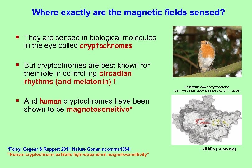 Where exactly are the magnetic fields sensed? § They are sensed in biological molecules