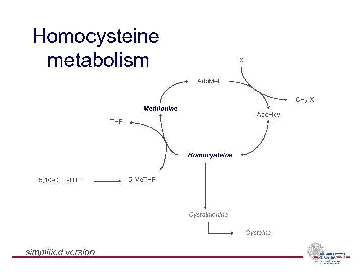 Homocysteine metabolism X Ado. Met CH 3 -X Methionine Ado. Hcy THF Homocysteine 5,