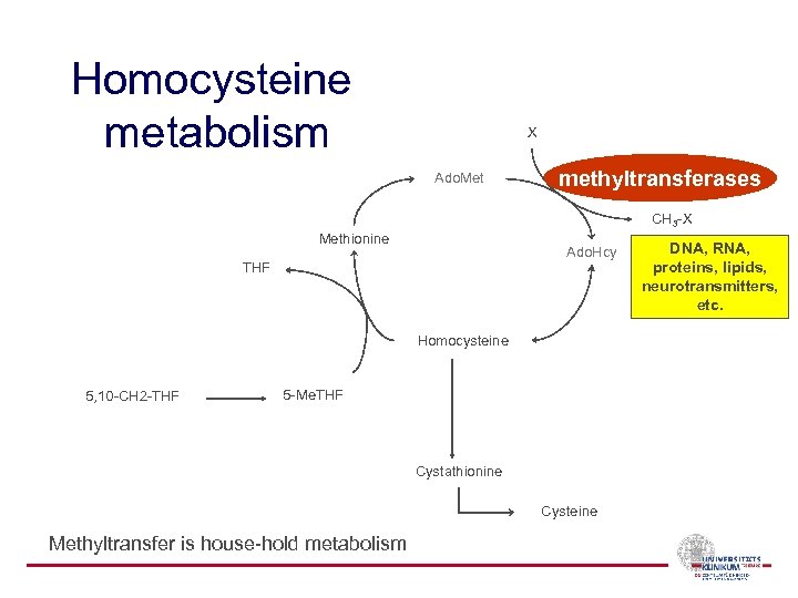 Homocysteine metabolism X Ado. Met methyltransferases CH 3 -X Methionine Ado. Hcy THF Homocysteine