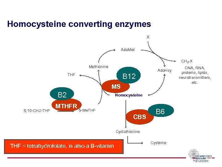 Homocysteine converting enzymes X Ado. Met CH 3 -X Methionine B 12 THF Ado.