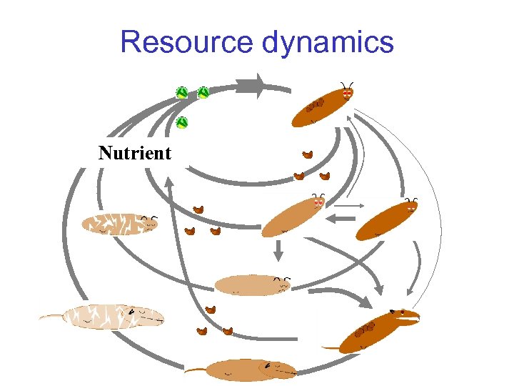 Resource dynamics Nutrient 
