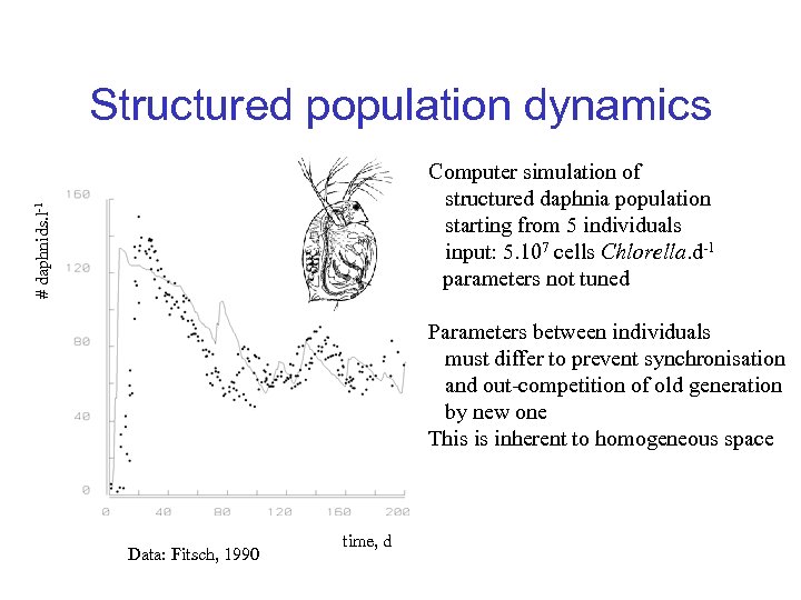 Structured population dynamics # daphnids. l-1 Computer simulation of structured daphnia population starting from