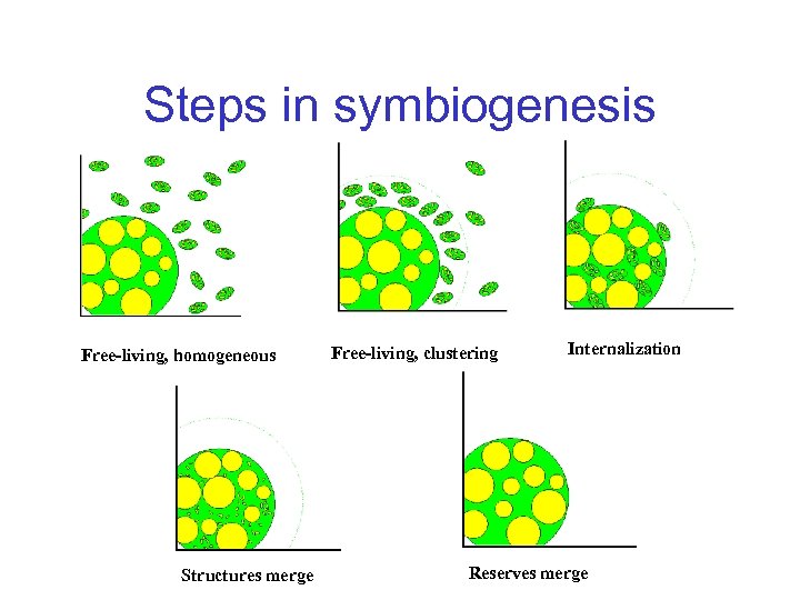 Steps in symbiogenesis Free-living, homogeneous Structures merge Free-living, clustering Internalization Reserves merge 