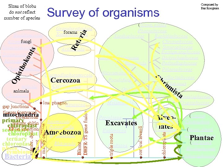 Sizes of blobs do not reflect number of species Survey of organisms chloroplast Amoebozoa