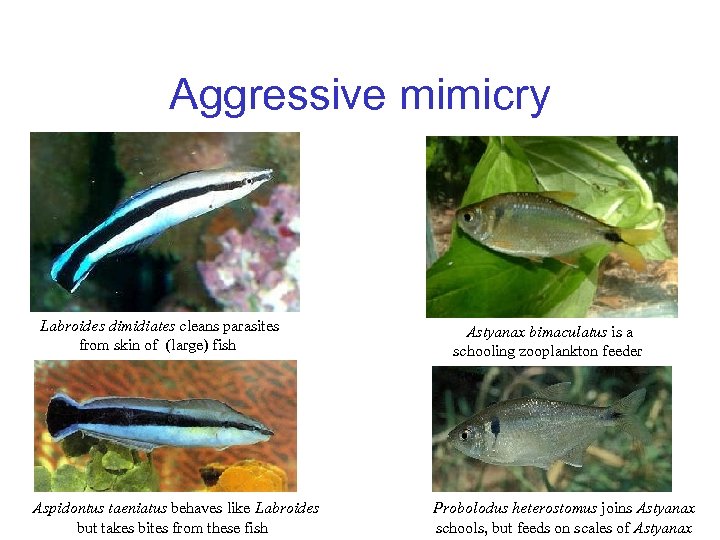Aggressive mimicry Labroides dimidiates cleans parasites from skin of (large) fish Aspidontus taeniatus behaves
