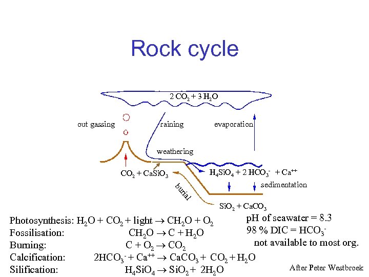 Rock cycle 2 CO 2 + 3 H 2 O out gassing raining evaporation