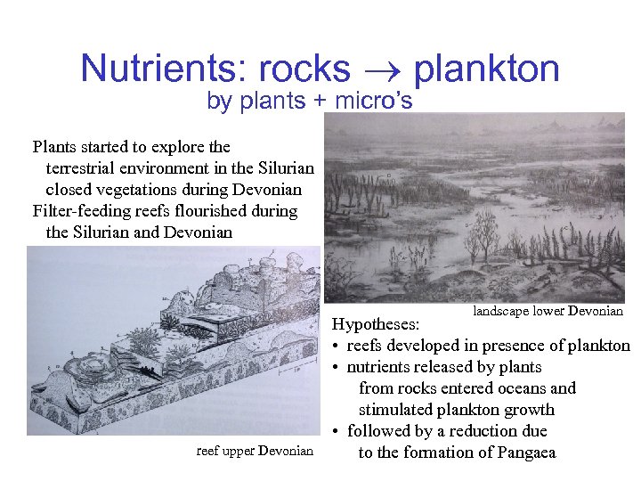 Nutrients: rocks plankton by plants + micro’s Plants started to explore the terrestrial environment