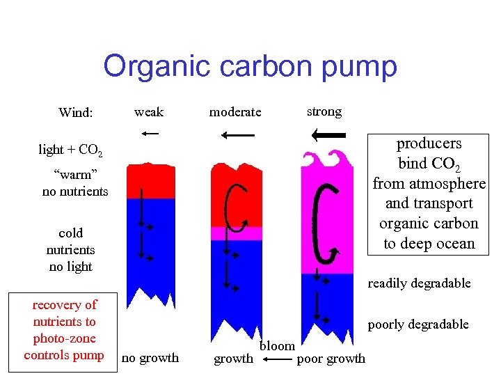 Organic carbon pump Wind: weak moderate strong producers bind CO 2 from atmosphere and