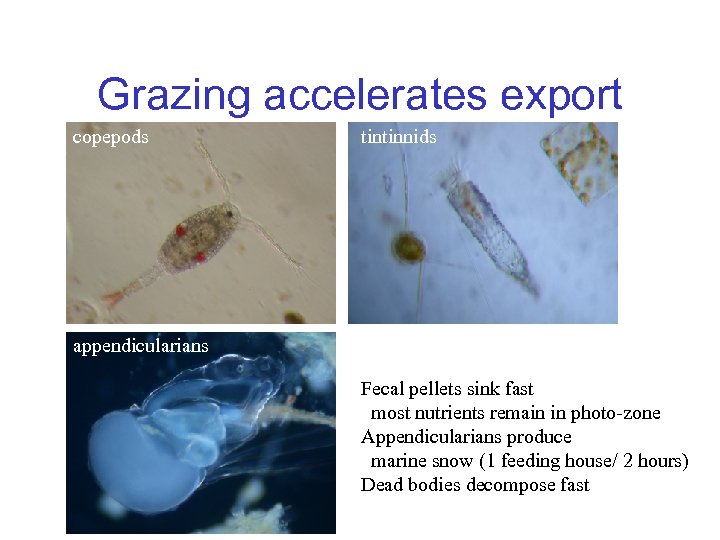 Grazing accelerates export copepods tintinnids appendicularians Fecal pellets sink fast most nutrients remain in