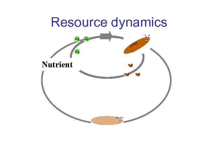 Resource dynamics Nutrient 