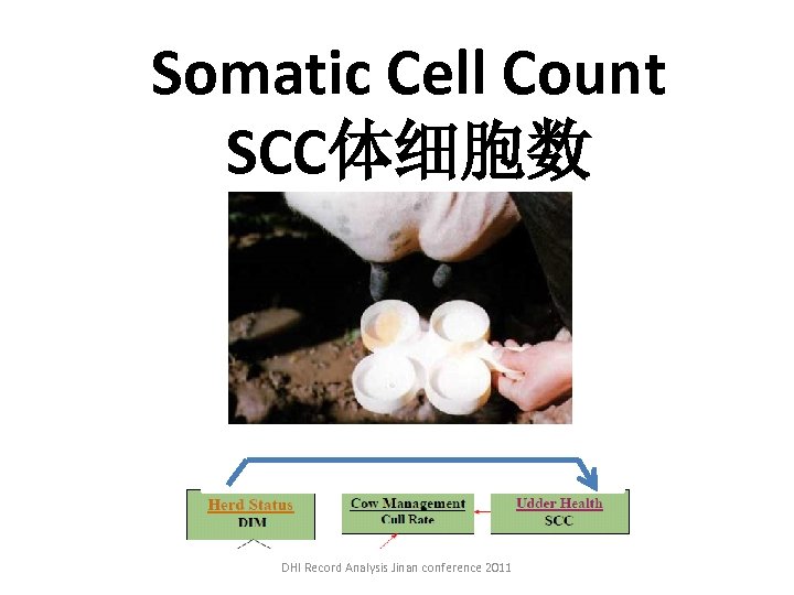 Somatic Cell Count SCC体细胞数 DHI Record Analysis Jinan conference 2011 