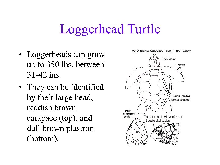 Loggerhead Turtle • Loggerheads can grow up to 350 lbs, between 31 -42 ins.