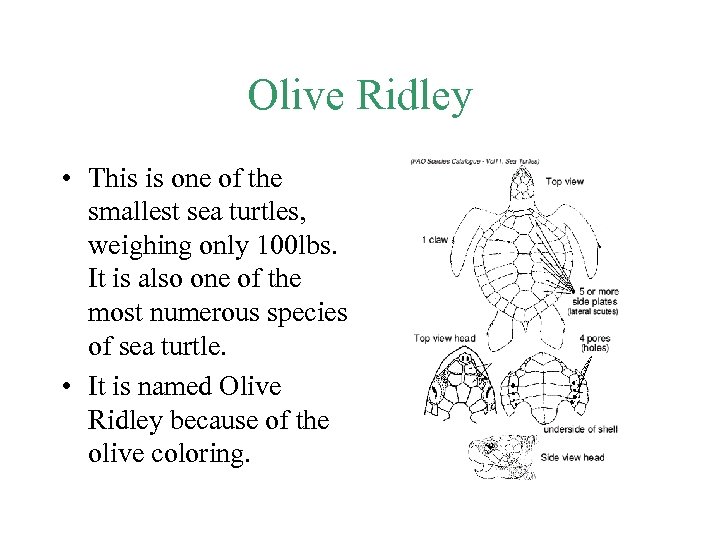 Olive Ridley • This is one of the smallest sea turtles, weighing only 100