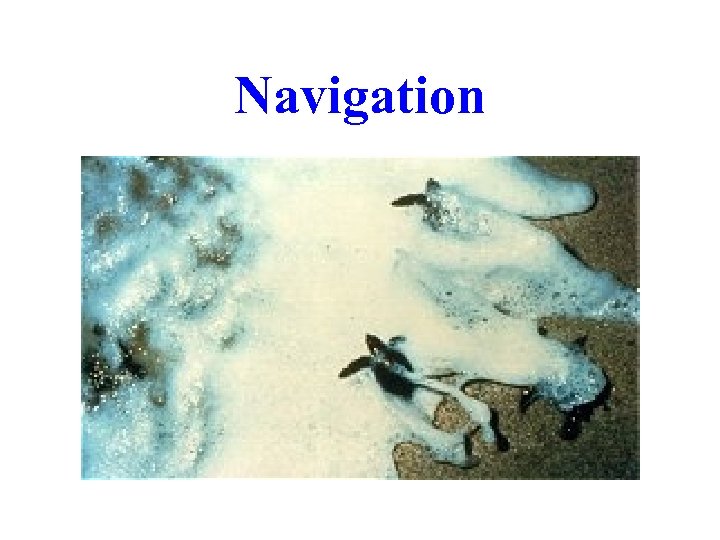 Navigation 