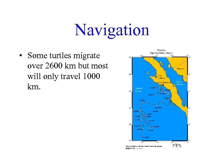 Navigation • Some turtles migrate over 2600 km but most will only travel 1000