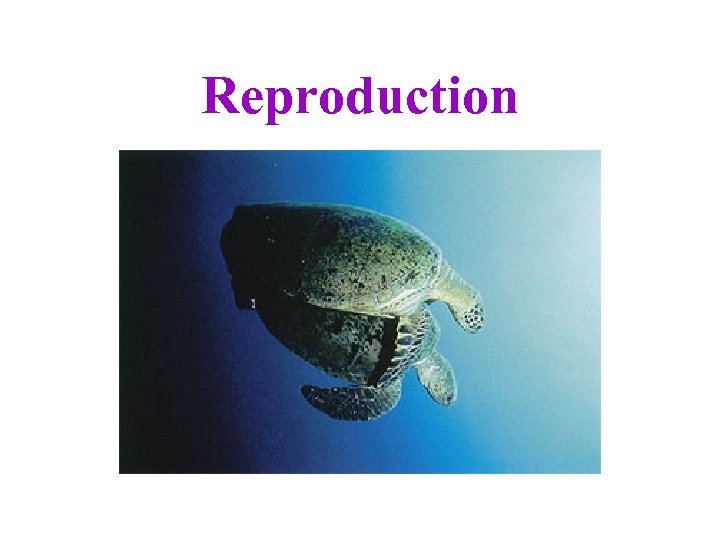 Reproduction 
