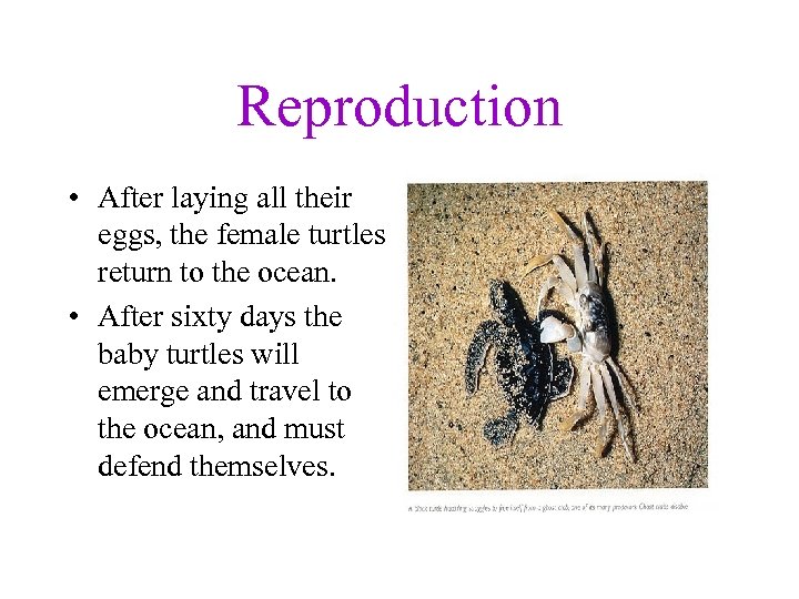 Reproduction • After laying all their eggs, the female turtles return to the ocean.