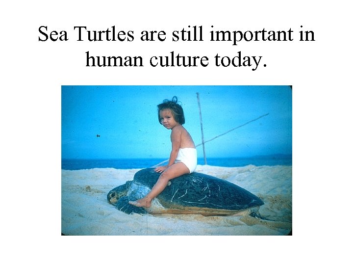 Sea Turtles are still important in human culture today. 