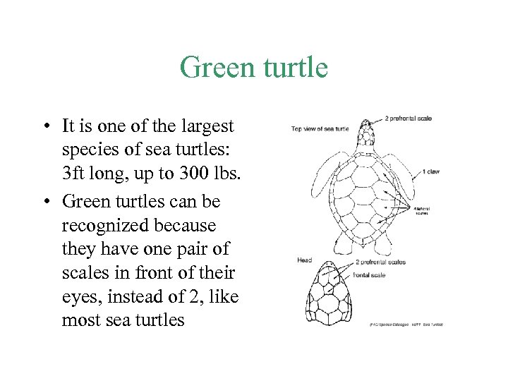 Green turtle • It is one of the largest species of sea turtles: 3