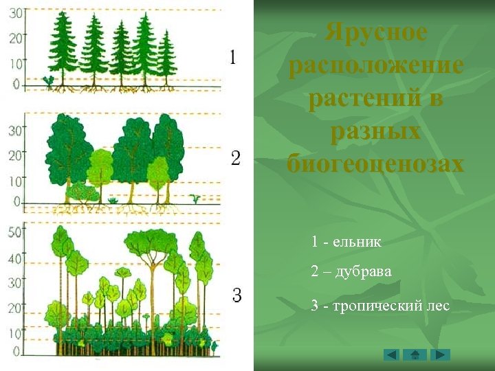 Ярусное расположение растений в разных биогеоценозах 1 - ельник 2 – дубрава 3 -
