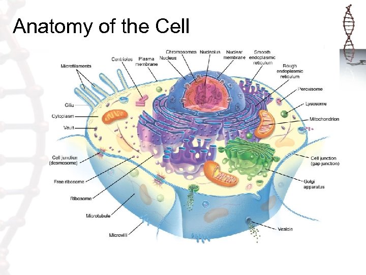 Anatomy of the Cell 