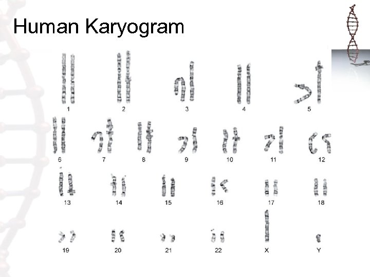 Human Karyogram 