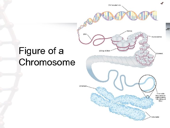 Figure of a Chromosome 