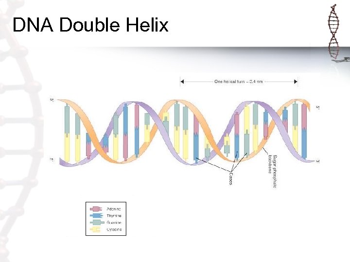DNA Double Helix 