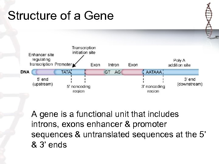 Structure of a Gene A gene is a functional unit that includes introns, exons
