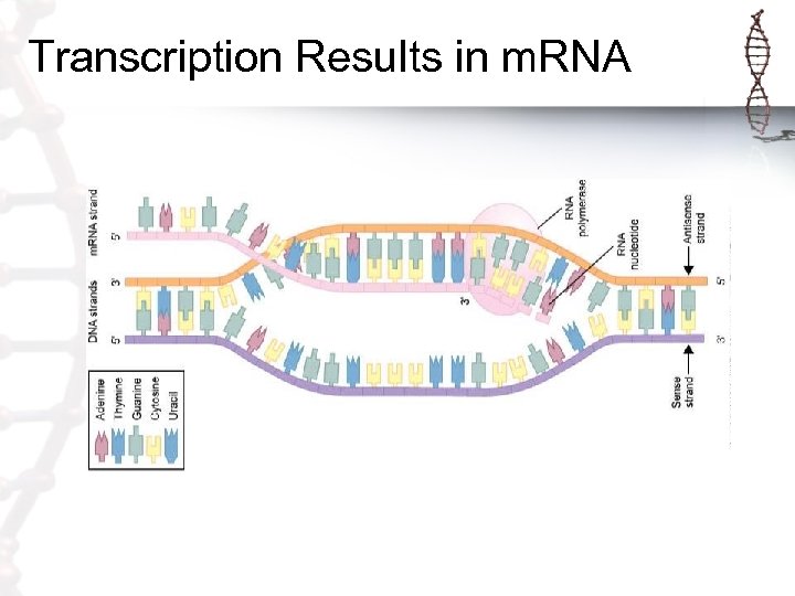 Transcription Results in m. RNA 
