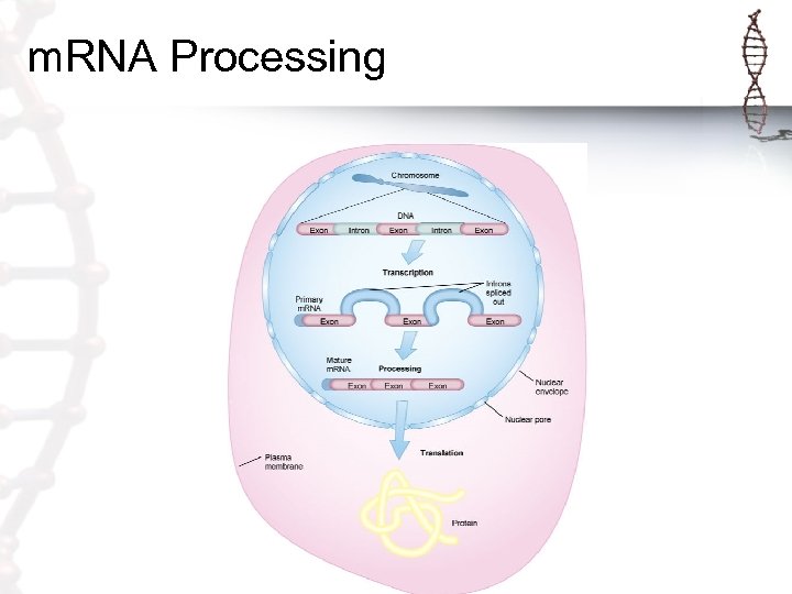 m. RNA Processing 