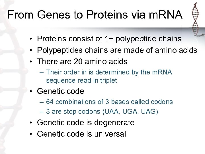 From Genes to Proteins via m. RNA • Proteins consist of 1+ polypeptide chains