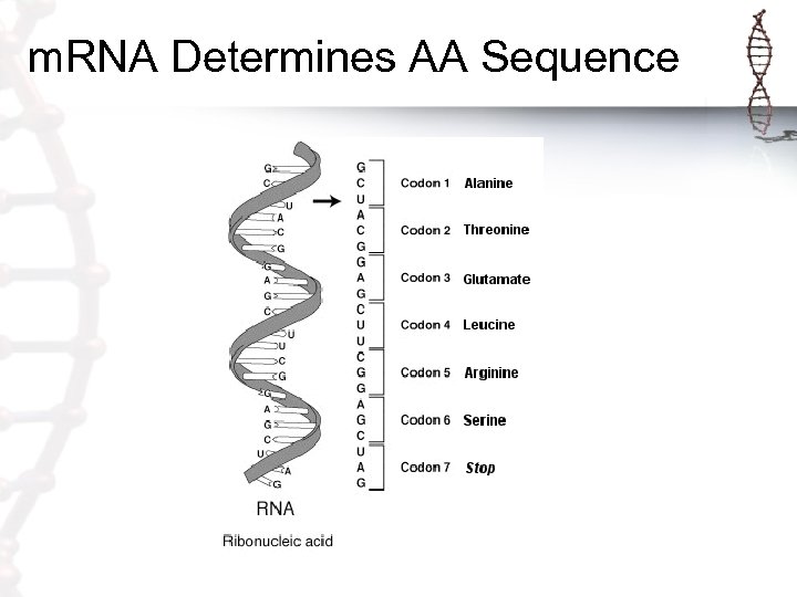 m. RNA Determines AA Sequence 
