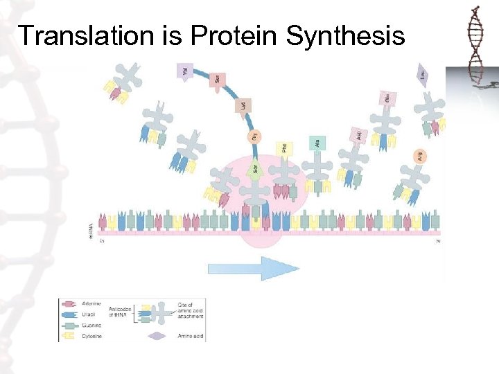 Translation is Protein Synthesis 