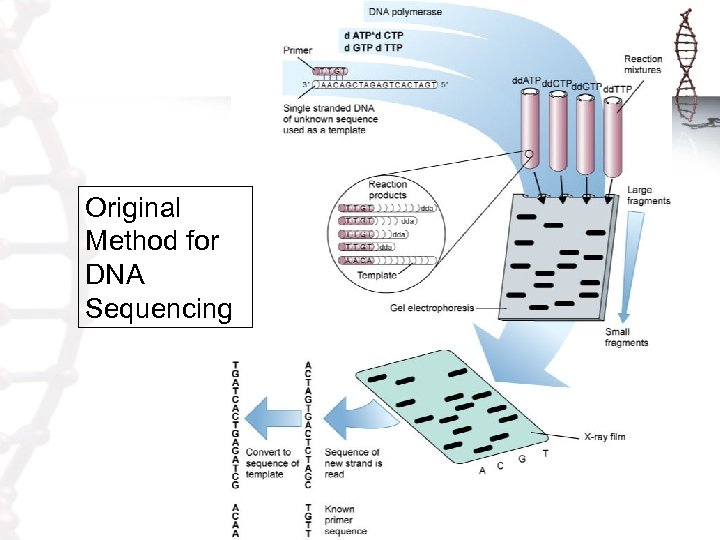 Original Method for DNA Sequencing 